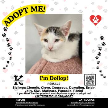 Dollop -  Domestic Short Hair Cat Available for Adoption in OSBORNVILLE, New Jersey - Dollop | PetCurious