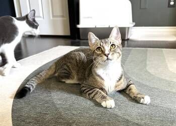 Rescue Domestic Short Hair Cats for Adoption in Orange, California - Sonny | PetCurious