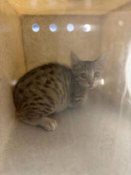 ODIN* -  Domestic Short Hair Cat for Adoption in Santa Cruz, California - ODIN* | PetCurious