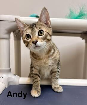 Andy Female Kitten Tabby -  Domestic Short Hair Cat for Adoption in Monroe, North Carolina - Andy Female Kitten Tabby | PetCurious