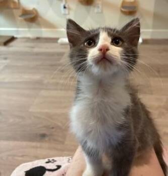 Buzzsaw -  Domestic Medium Hair Cat for Adoption in Houston, Texas - Buzzsaw | PetCurious