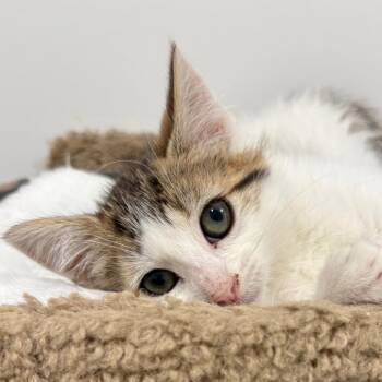 26-235 Bernadette -  Domestic Medium Hair Cat for Adoption in North Branford, Connecticut - 26-235 Bernadette | PetCurious