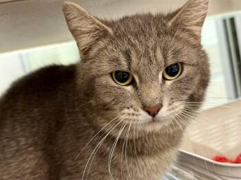 Domestic Short Hair Cats Available for Adoption in Pueblo, Colorado - TOURMALINE | PetCurious