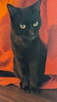 Rescue Domestic Short Hair Cats for Adoption in Mcdonough, Georgia - Spooky | PetCurious