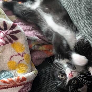 Domestic Short Hair Cats Available for Adoption - Kate (bonded With Leo) | PetCurious