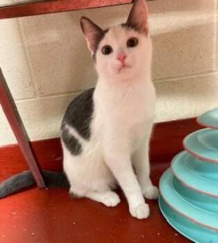 Rescue Domestic Short Hair Cats for Adoption in Mason City, Iowa - Ocean Spray | PetCurious