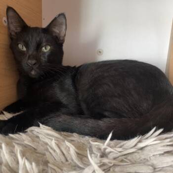 Oliveria -  Domestic Short Hair Cat for Adoption in Laredo, Texas - Oliveria | PetCurious