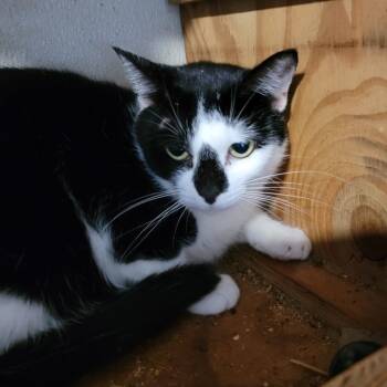 Domestic Short Hair Cats Available for Adoption in Houston, Texas - Necia | PetCurious