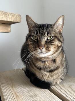 Domestic Short Hair Cats Available for Adoption in Chicago, Illinois - Sandstone | PetCurious