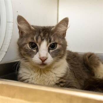 MISTY -  Domestic Medium Hair Cat for Adoption in Methuen, Massachusetts - MISTY | PetCurious