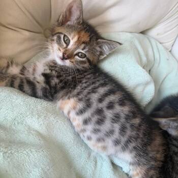 Historia -  Domestic Short Hair Cat for Adoption in Wheeling, Illinois - Historia | PetCurious