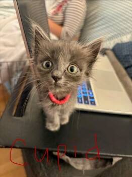 CUPID -  Domestic Short Hair Cat for Adoption in Sacramento, California - CUPID | PetCurious