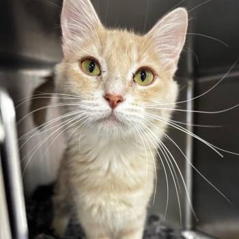 Charming -  Domestic Medium Hair Cat for Adoption in Salt Lake City, Utah - Charming | PetCurious