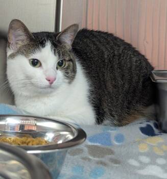 Rashta -  Domestic Short Hair Cat for Adoption in Logan, Utah - Rashta | PetCurious