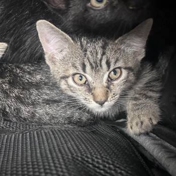 Jicama -  Domestic Short Hair Cat for Adoption in Philadelphia, Pennsylvania - Jicama | PetCurious