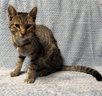 Rescue Domestic Short Hair Cats for Adoption in Tillsonburg, Ontario - OWEN | PetCurious