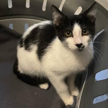 Abracadabra -  Domestic Short Hair Cat for Adoption in Columbia, South Carolina - Abracadabra | PetCurious