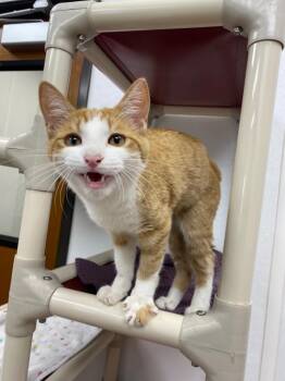 Judge -  Domestic Short Hair Cat for Adoption in Corpus Christi, Texas - Judge | PetCurious