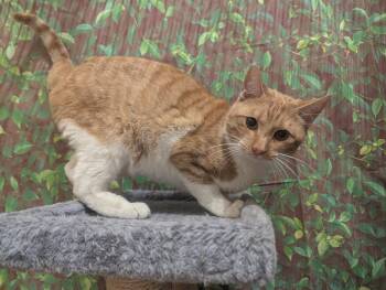 Rescue Domestic Short Hair Cats for Adoption in Medford Lakes, New Jersey - Linguine | PetCurious