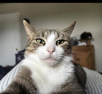 Renera -- Bonded Buddy With Carhartt -  Domestic Short Hair Cat for Adoption in Des Moines, Iowa - Renera -- Bonded Buddy With Carhartt | PetCurious