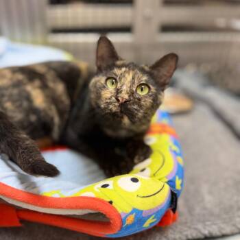 Domestic Short Hair Cats Available for Adoption in Portage, Michigan - Sarai | PetCurious
