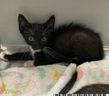 JETTY -  Domestic Short Hair Cat for Adoption in West Palm Beach, Florida - JETTY | PetCurious