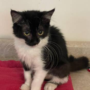 Rescue Domestic Long Hair Cats for Adoption in Lacon, Illinois - Silvia | PetCurious