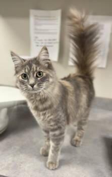 Domestic Medium Hair Cats Available for Adoption in Bemidji, Minnesota - Chloe | PetCurious