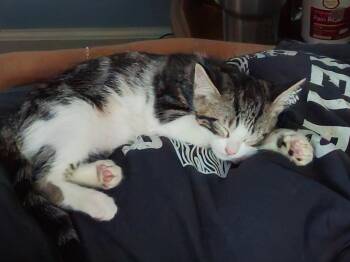 Pocket Coco -  Domestic Short Hair Cat for Adoption in Antioch, California - Pocket Coco | PetCurious