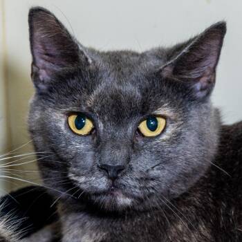 Martha -  Domestic Short Hair Cat for Adoption in Victor, New York - Martha | PetCurious