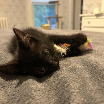 Negroni -  Domestic Short Hair Cat for Adoption in Evanston, Illinois - Negroni | PetCurious