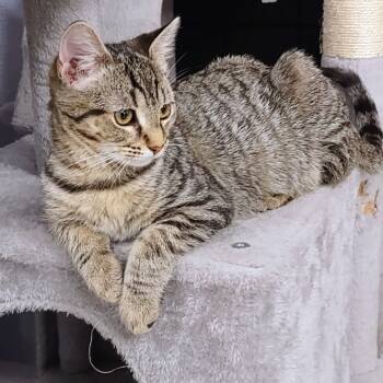 Rescue Domestic Short Hair Cats for Adoption in Falls Church, Virginia - Brittany | PetCurious