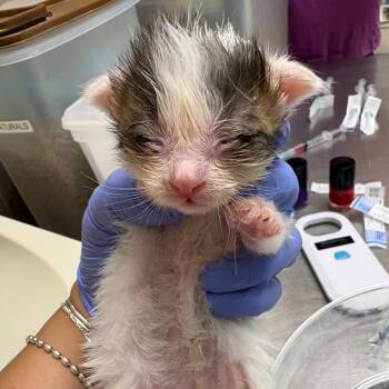 Columbus -  Domestic Short Hair Cat for Adoption in Kanab, Utah - Columbus | PetCurious