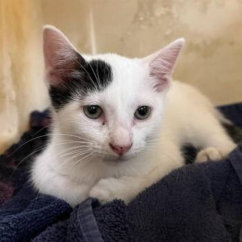 SPATULA -  Domestic Short Hair Cat for Adoption in St. Louis, Missouri - SPATULA | PetCurious