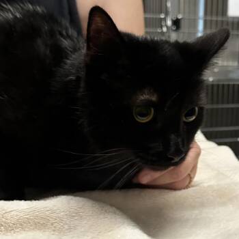 Rhea Ripley & John Cena -  Domestic Short Hair Cat for Adoption in Oak Brook, Illinois - Rhea Ripley & John Cena | PetCurious
