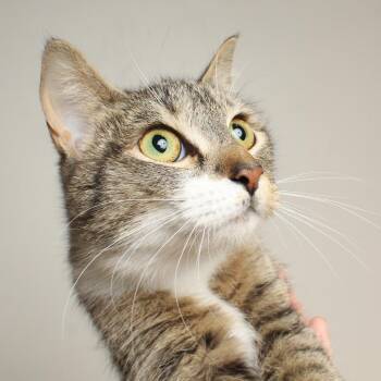 Domestic Short Hair Cats Available for Adoption in Minnetonka, Minnesota - Cinnamon Roll C69211 | PetCurious