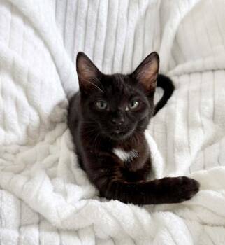 Tom Ford -  Domestic Short Hair Cat for Adoption in Nashville, Tennessee - Tom Ford | PetCurious