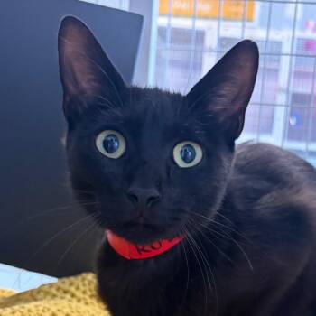 Rosemary -  Domestic Short Hair Cat for Adoption in Chicago, Illinois - Rosemary | PetCurious