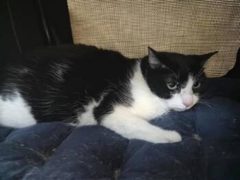 Queenie -  Domestic Long Hair Cat for Adoption in New York, New York - Queenie | PetCurious