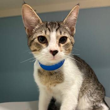 Larry -  Domestic Short Hair Cat for Adoption in Chattanooga, Tennessee - Larry | PetCurious