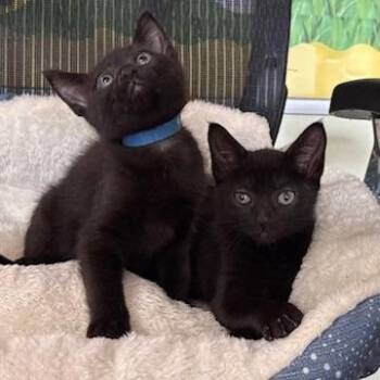 Domestic Short Hair Cats Available for Adoption - Batty | PetCurious