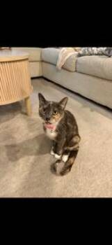 Roux - 1 Year ( Avail 7/15) -  Domestic Short Hair Cat for Adoption in Sterling, Massachusetts - Roux - 1 Year ( Avail 7/15) | PetCurious