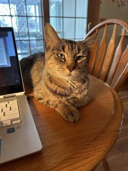 Rescue Domestic Short Hair and Tabby Cats for Adoption in Minneapolis, Minnesota - Rhubarb | PetCurious