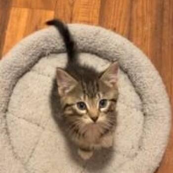 Rescue Domestic Short Hair Cats for Adoption in Waterloo, Iowa - Lime | PetCurious