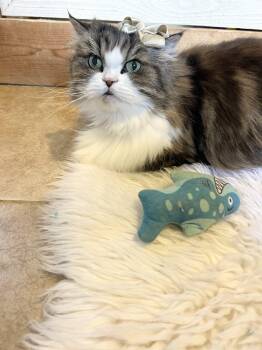 Little -  Persian Cat for Adoption in Palma Sola, Florida - Little | PetCurious