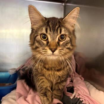 Domestic Long Hair Cats Available for Adoption in Chehalis, Washington - Jasper | PetCurious