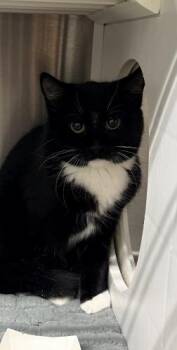 Domestic Short Hair Cats Available for Adoption - Zinger | PetCurious