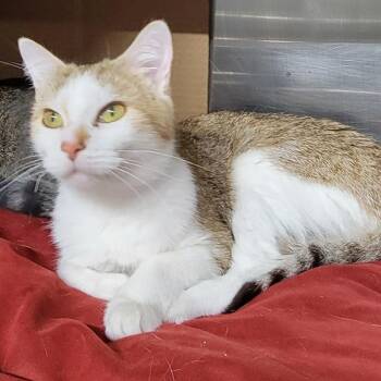 Talia -  Domestic Short Hair Cat for Adoption in Des Moines, Iowa - Talia | PetCurious