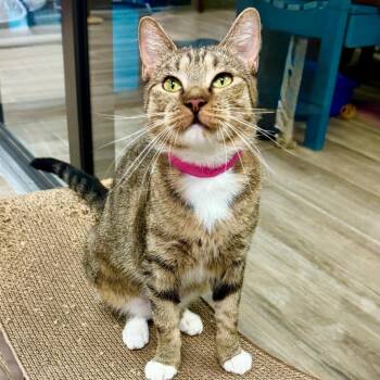 Goldie -  Domestic Short Hair Cat for Adoption in Lakeland, Florida - Goldie | PetCurious