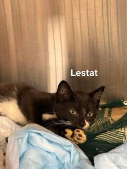 Rescue Domestic Short Hair Cats for Adoption in Chicopee, Massachusetts - Lestat | PetCurious